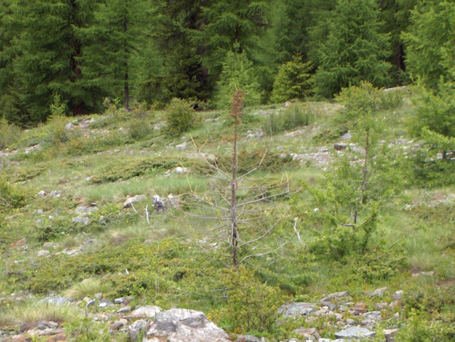 valsavarecnhe , parco nazionale gran paradiso......